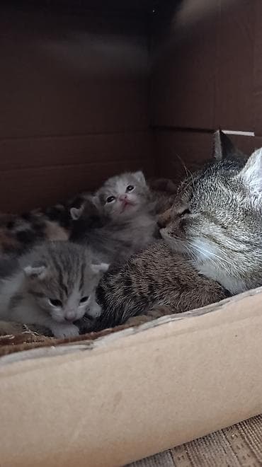 Очаровательные котята от домашней кошки - Помёт разноокрасочных — 5