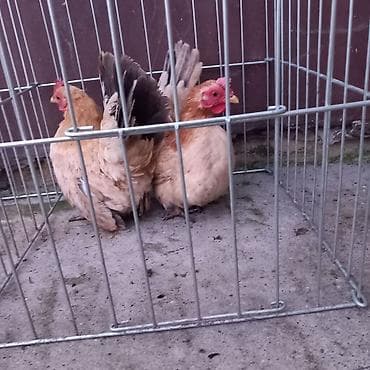 ломан браун куры: На продажу карлики шабо кур петух — 2