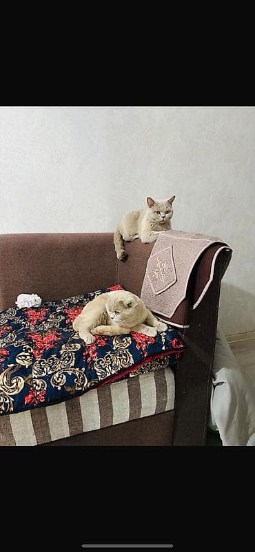 Продажа кошек: Девочки
 1,5 года — 2