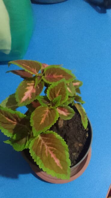 Другой декор и предметы интерьера: 100с — 1