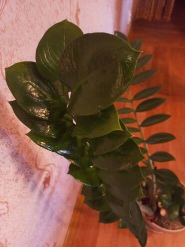 монстера с белыми листьями купить: Комнатная пальма в горшке Вашингтония нитчатая .Замиокулькас - 600 — 3