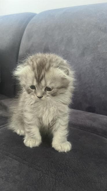 scottish fold: Шотландские котята (Scottish Fold/Scottish Straight), серебристые — 3