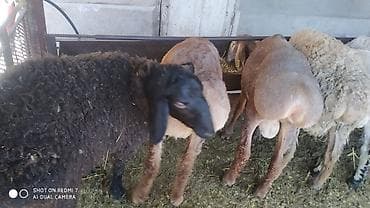 афганская порода овец: Продаю | Баран (самец) | На забой — 3