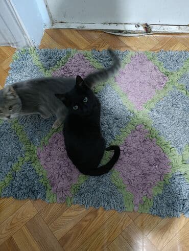 куда можно отдать собаку в бишкеке: Беспородная, 4 месяца, Мальчик, Черный — 7