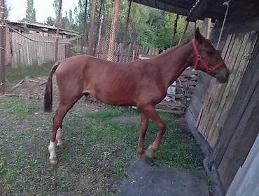 собака самец: Продаю | Жеребец | Рабочий — 2