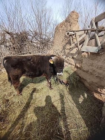 Лошади, кони: Продаю | Бык (самец) | Привязанные — 2