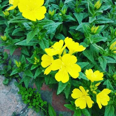 хризантема садовая купить: Бересклет белый и жёлтый. Кустаники. Морозостойкие .Лилейник жёлтый — 8