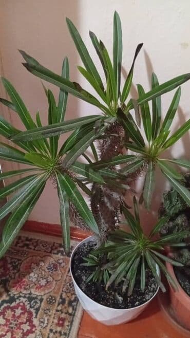 тюли бишкек: Комнатные суккуленты в горшках 1) Крупный кустовой кактус (вероятно — 2