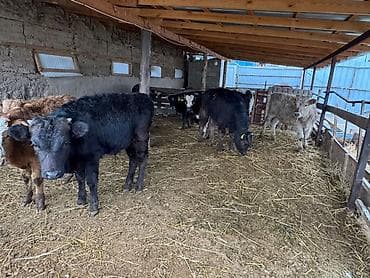 арзан иттер: Сатам | Бука (эркек) | Бордоп семиртүү үчүн — 10