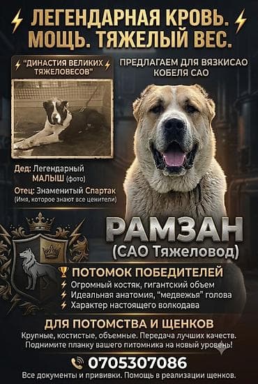 🔥 ТЯЖЕЛОВЕС РАМЗАН — Наследник Легендарного Малыша! (Вязка Алабай)