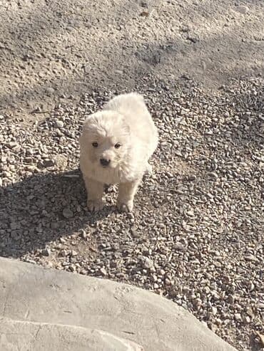 Вязка собак: Алабай, 1 месяц, Самец — 1