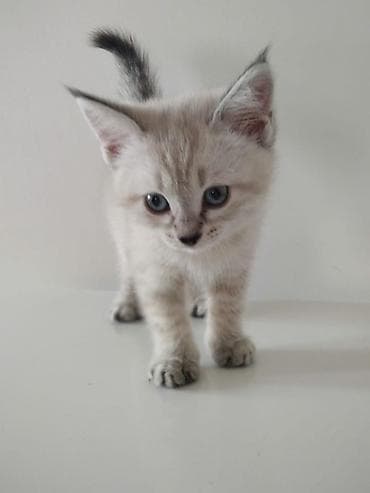 сиамский котенок цена: Сиамская, 2 месяца, Девочка, Приучена к лотку — 1