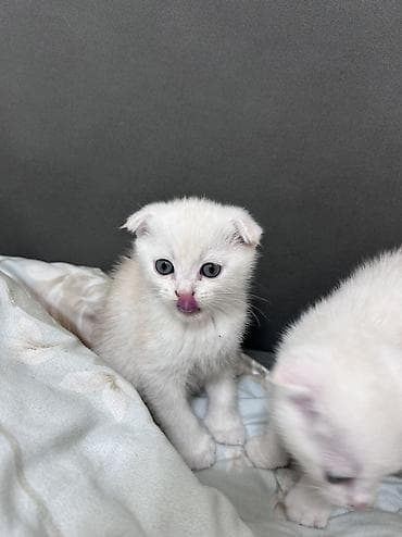отдам бесплатно вислоухих котят: Скотиш Фолд (Шотландская вислоухая), 1 месяц, Мальчик, Белый, Приучена к лотку — 4