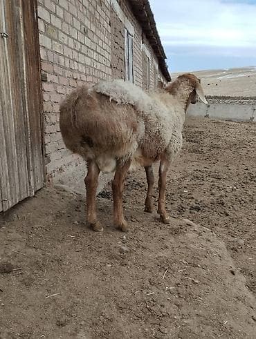 Продаю | Баран (самец) | Арашан | Для разведения | Осеменитель