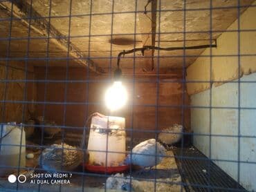 яйцо пасхальное сентябревъ: Перепелиные яйца в лотках - Натуральные яйца перепелов, пятнистая — 4