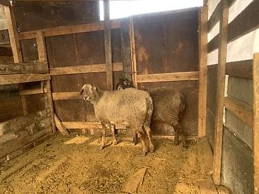 кой ечки: Продаю | Овца (самка) | Полукровка | Для разведения — 2