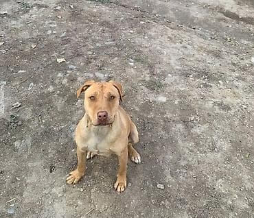 продажа щенков мопса: Собака даром: Питбуль, 1 месяц, Самка, С прививкой — 2