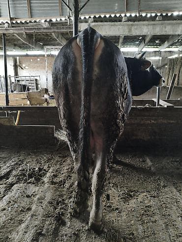 уй сотилади ош: Продаю | Бык (самец) — 4