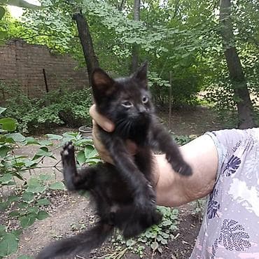 Животные: Беспородная, 2 месяца, Мальчик — 4