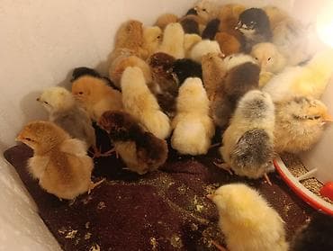 золотая шиншилла кошка цена: Торг есть Небольшие цыплята разных окрасов, включая белых, желтых — 2