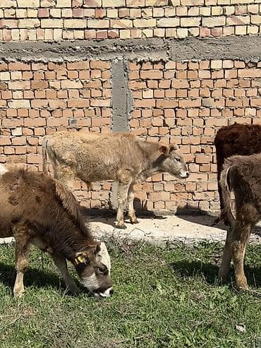 баран самка: Продаю | Бык (самец) | Полукровка | На откорм — 7