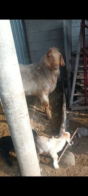 мышык бишкек: Сатам | Теке (эркек) | Битал | Жасалма жол менен боозутуу — 1