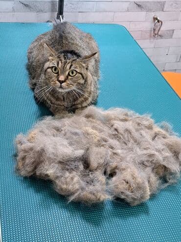 арабский конь: Груминг кошек. Вычес, стрижка, купание

находимся в центре города — 5