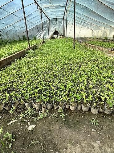 Картошка: Рассада овощных культур из теплицы Перец, баклажан, помидоры. Очень — 1