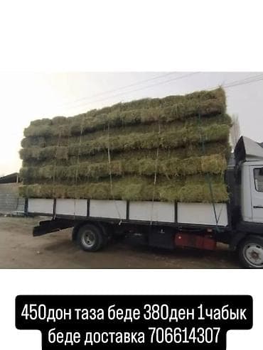 продаю кукуруза: Беде 1чабык сатылат доставка менен курай тикенек жок таза биринчи — 1