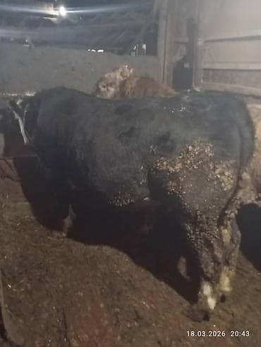 А/ч жаныбарларын сатам: Сатам | Бука (эркек) | Көбөйтүү үчүн | Асыл тукумдуу — 4