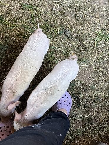 Айыл-чарба жаныбарлары: Сатам | Торопой | Көбөйтүү үчүн — 3