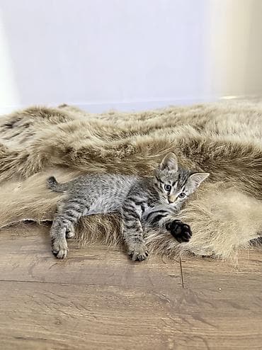лоток для кота: 2 месяца, Мальчик, Приучена к лотку, Проглистована — 1
