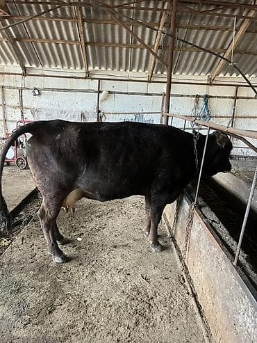 скупка кукуруза: Продаю | Корова (самка) | Для молока | Привязанные — 1