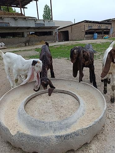 canada goose: Продаю | Козлёнок | Нубийская | Для разведения | Племенные — 3