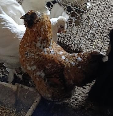 феи бишкек а: Продаются карликовых курочек и петушков. Очень необычное оперение у — 7