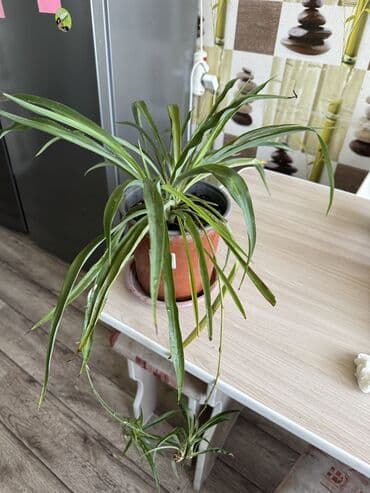 кочот роза: Калла 550 сом Гибискус 400 сом Денежное дерево 200 сом Хлорофитум — 6