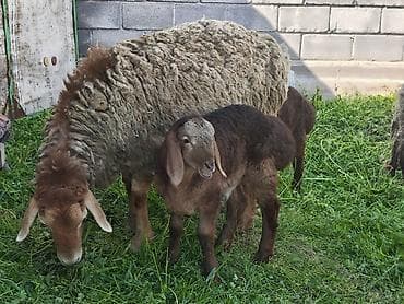 улей для пчел: Продаю | Овца (самка), Ягненок | Арашан | Для разведения | Матка — 4