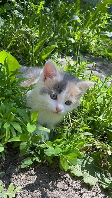 Отдам даром кошку: Особенности: - Ласковые, активные, любопытные - Приучаются к лотку - — 1