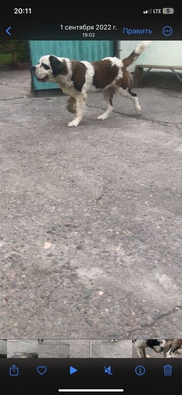 сколько стоит овчарка щенок: Меняю на Индюков Американский Сенбернар чистокровный Добрый умный — 9