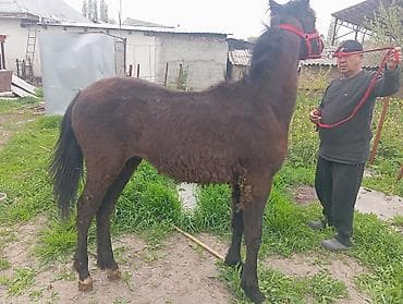 цена вислоухой кошки: Продаю | Жеребенок | Рабочий — 7