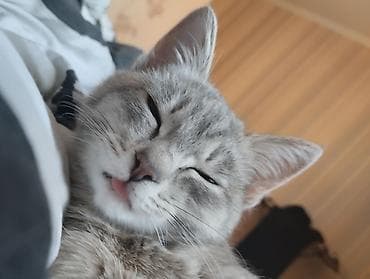 Продажа кошек: Беспородная, 5 месяцев, Девочка, Серый, Приучена к лотку — 3