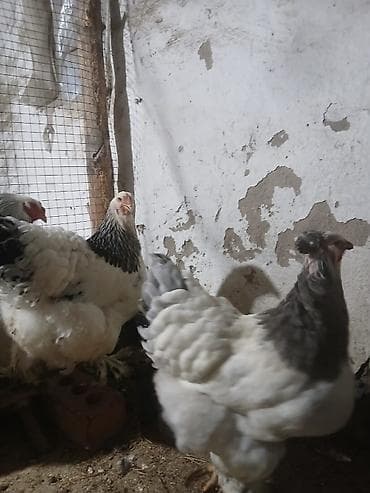 сямская кошка: Продаю | Петух | Бойцовая | Для разведения — 4