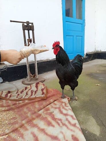 уголь кара жыра кант: Курица :, Самовывоз — 2