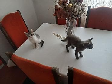 котята сиамской кошки: Сиамская, 2 месяца, Мальчик, Проглистована — 4