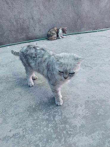 Кошка с редким серебристо-дымчатым окрасом. Компактное телосложение — 2