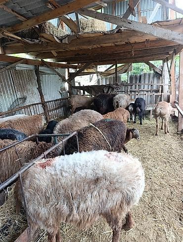 яицо черепахи: Продаю | Овца (самка) | Полукровка | На забой | Матка — 5