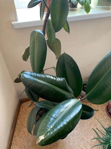 диффенбахия купить: 2 фикуса в горшке и 1 диффенбахия. про фикусы: Высота 1.5 - 2 метра — 9