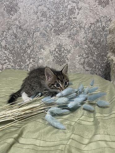 Кошки: Кошка даром: Беспородная, 2 месяца, Мальчик, Приучена к лотку — 2
