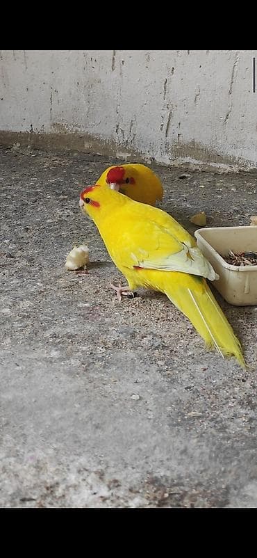 АКЦИЯ Продается рабочая пара) новозеландских папугайев ( какарики ) at lalafo.kg АКЦИЯ Продается рабочая пара) новозеландских папугайев ( какарики )