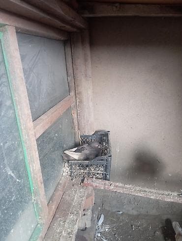 тай бука: Голуби декоративные, порода «мохноногие» (перьевые «валенки» на — 4